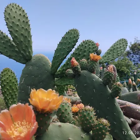 Casita Mariposa Azul